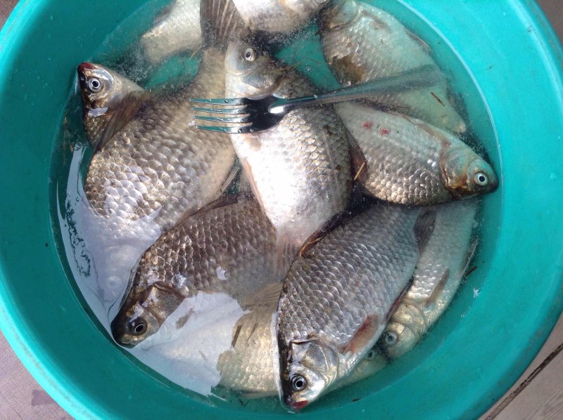 Много рыбы на траве