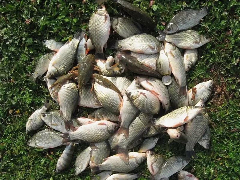 Крупный карась в ведре