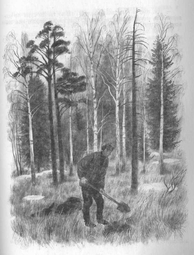 Карпообразные рыбы карась