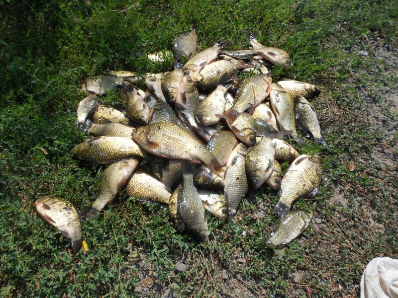 Приколы на рыбалке