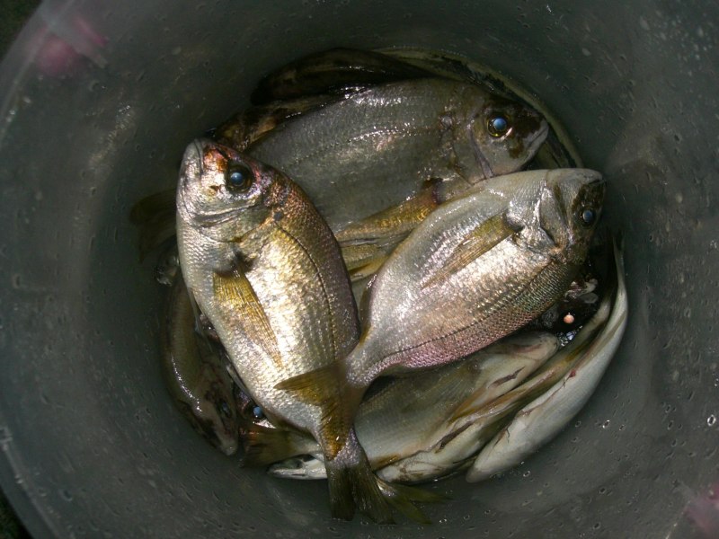 Бухой карась