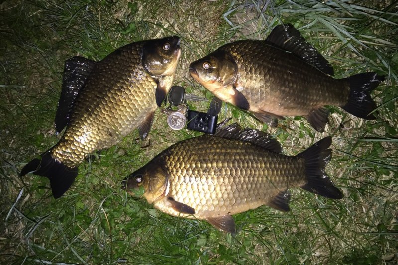 Кепи охранника летнее КМФ серый Вихрь