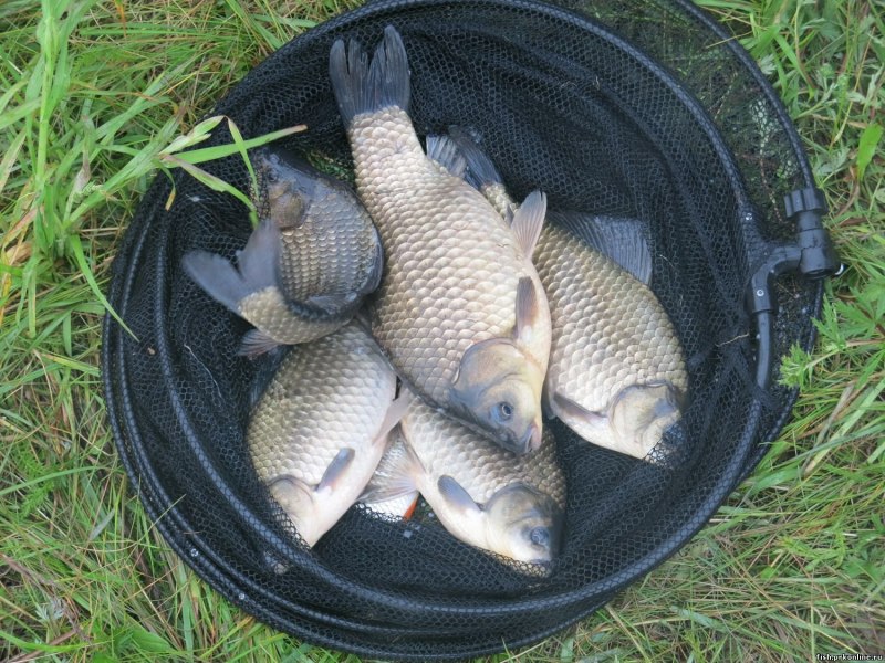 Зарыбление пруда карасями