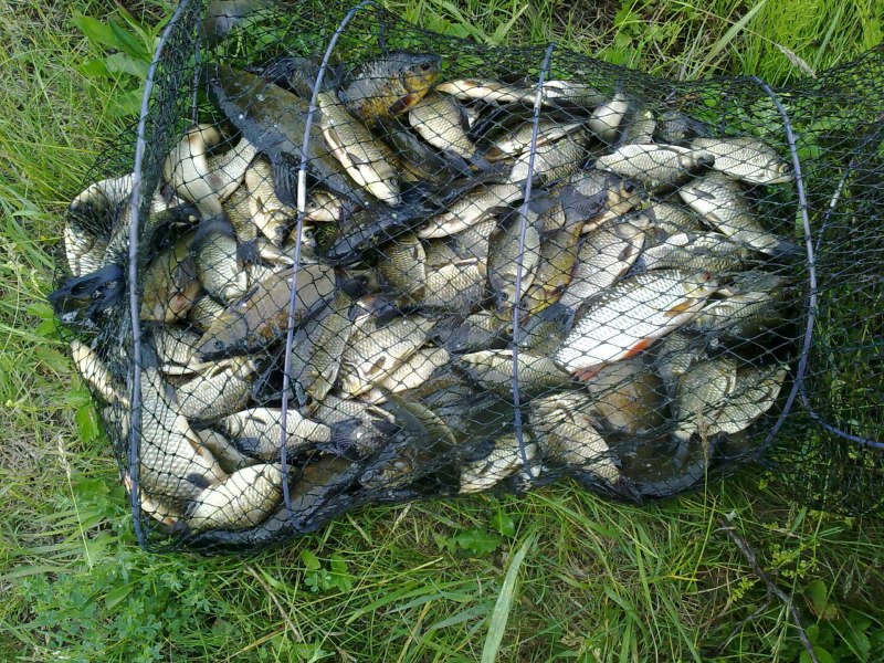 Гибрид линя и карпа