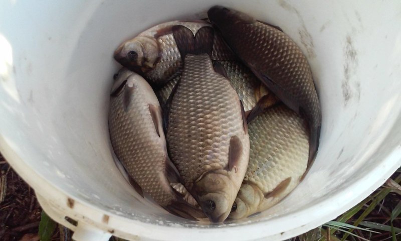 Рыболовство в Самарской области