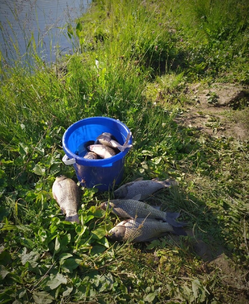 Карп в ведре