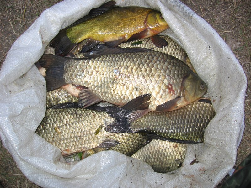 НАЛОВЛЕННЫЙ карась в ведре