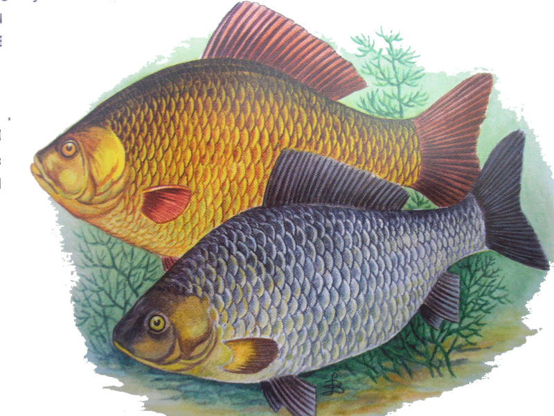 Прикормленная рыба