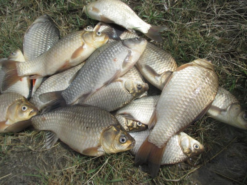 Защитный цвет кепка пиксель