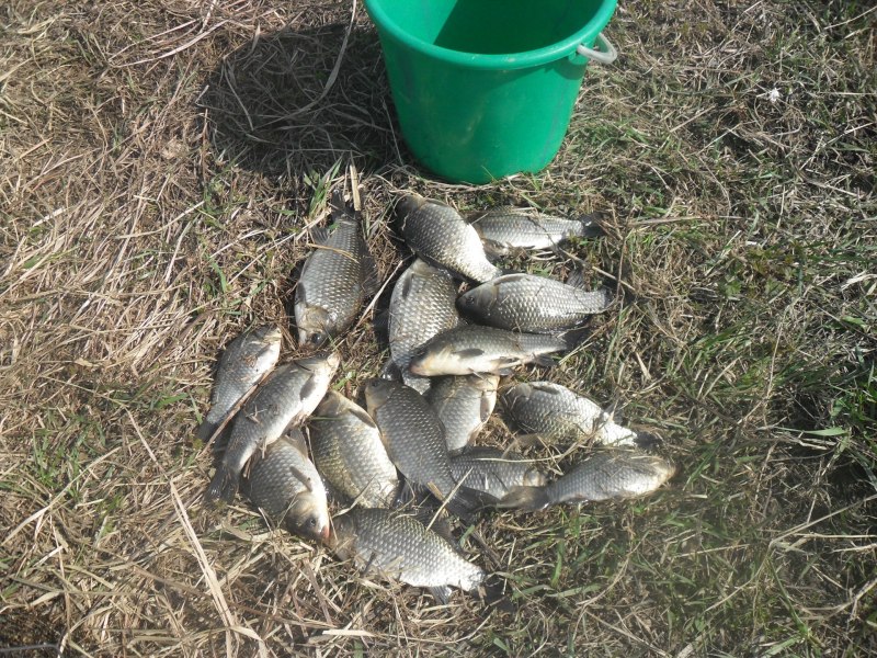 Садок с карасями