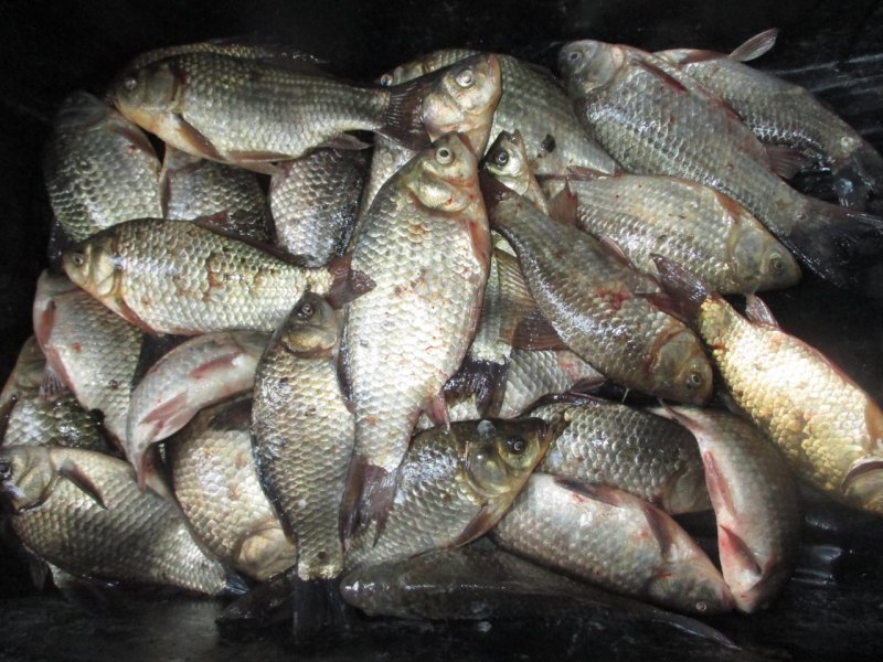 Амурский сазан