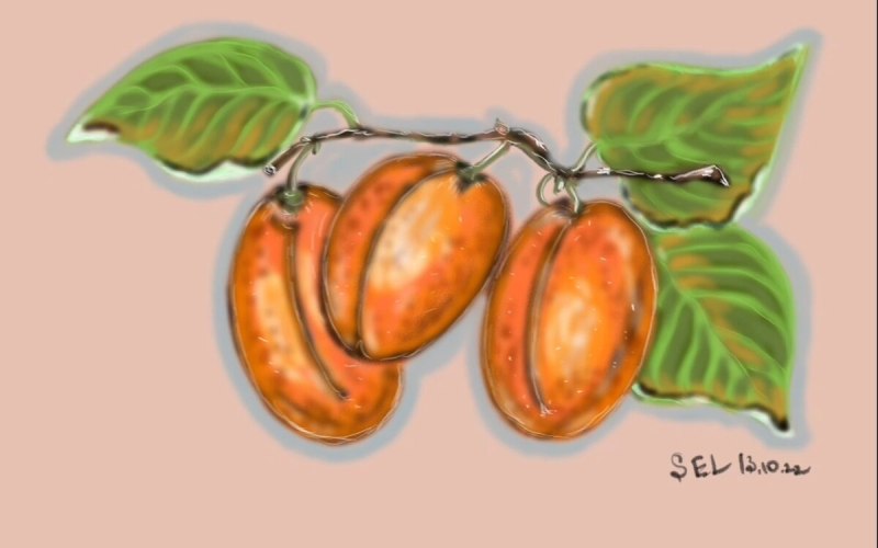 Абрикос рисунок