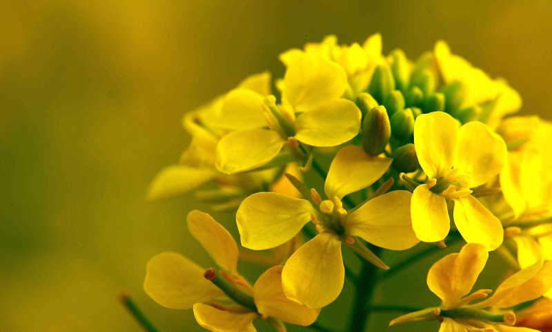 Brassica juncea