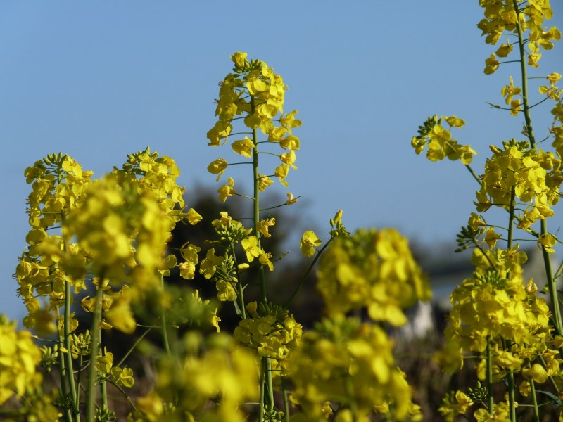 Горчица сарептская (Brassica juncea l.)
