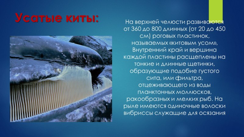 Китовый ус