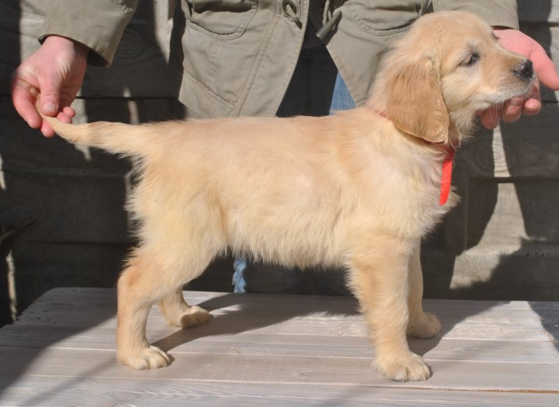 Золотистый ретривер хвост