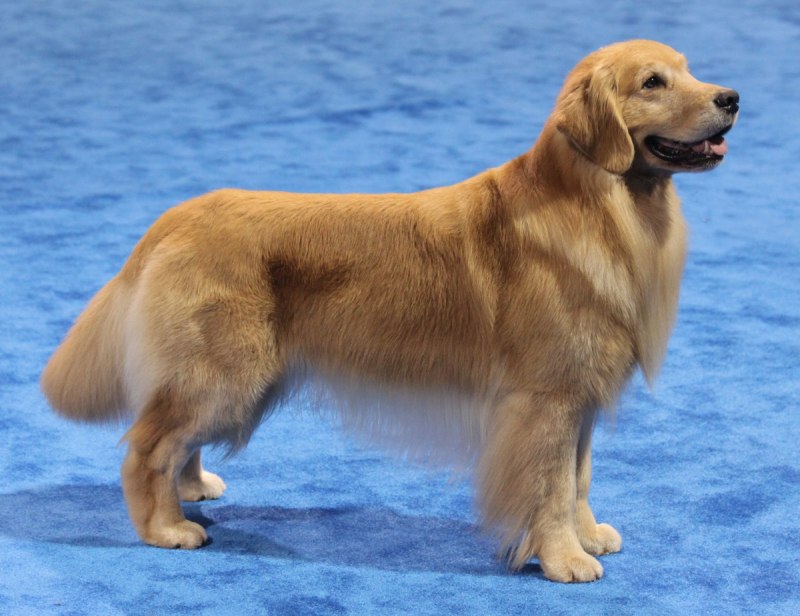Золотистый ретривер гладкошерстный