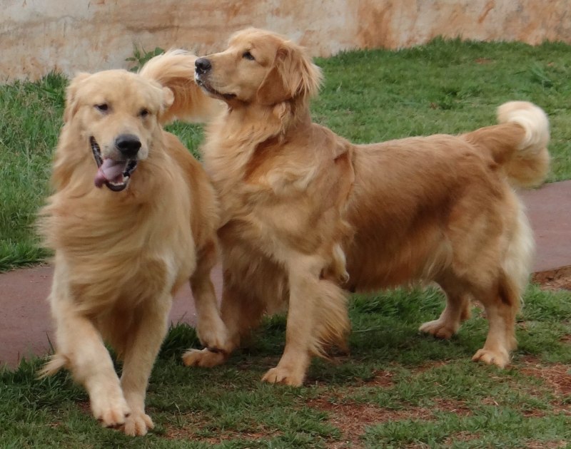 Ривер золотистый
