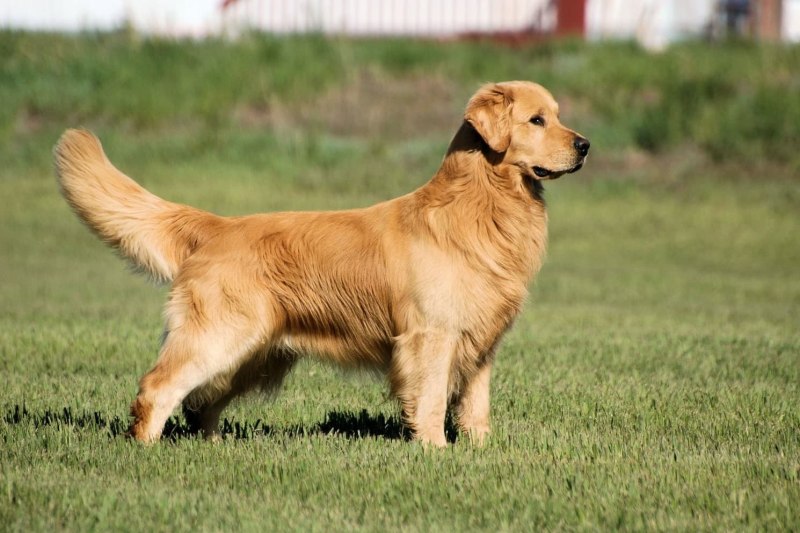 Мы не заслуживаем собак