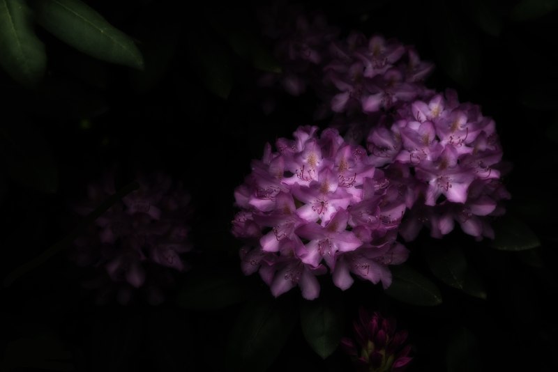 Рододендрон виндовс