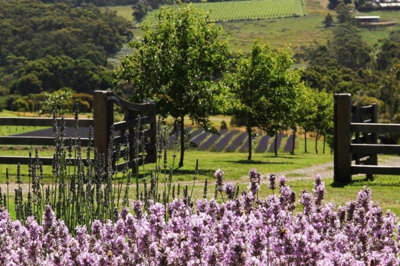 Лавандовая ферма Ильский