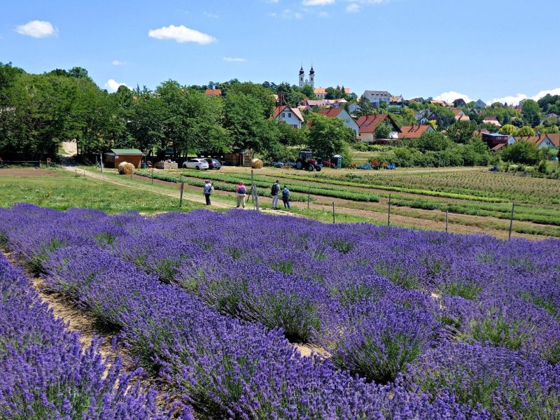 Тихань Венгрия Лаванда