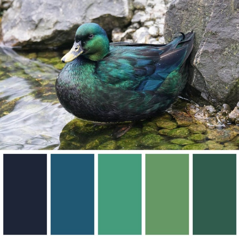 Teal чирок
