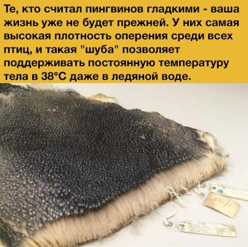 Шкура Императорского пингвина
