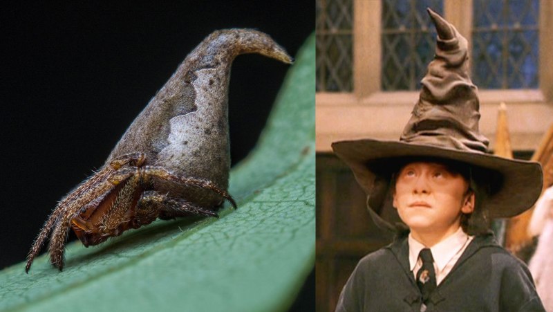 Eriovixia gryffindori паук