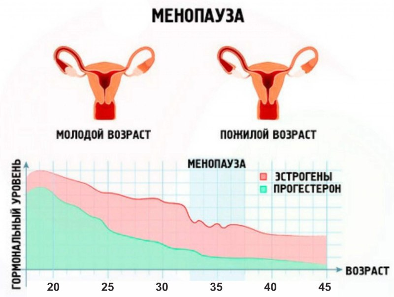 Матка при менструационного цикла