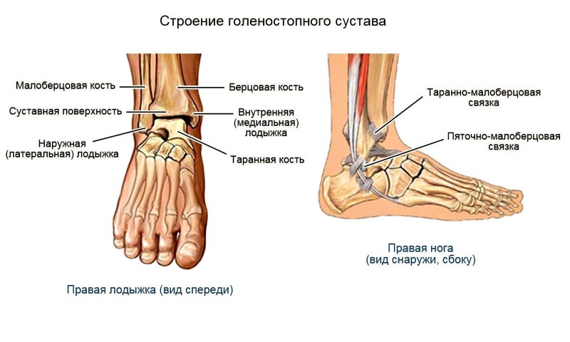 Голеностопный сустав анатомия строение связки