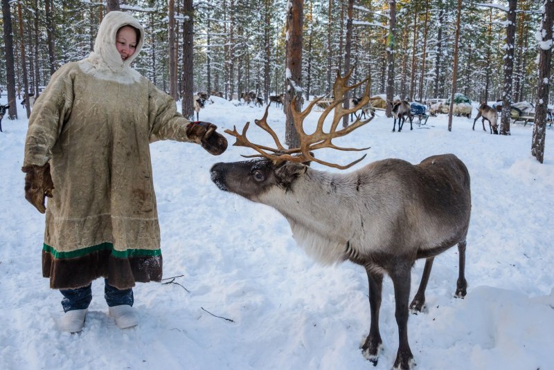 Оленеводство Коми ижемцев
